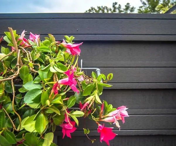 Amsterdam S Appartement Zandvoort